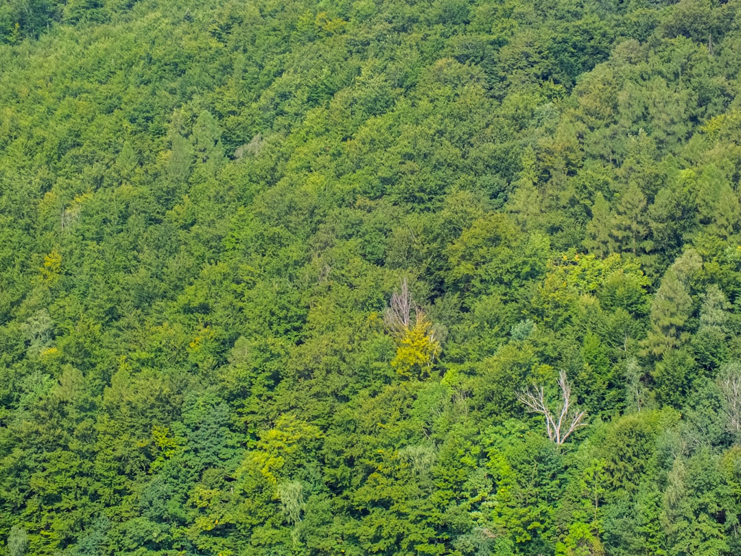 Alpines Ökosystem Bayern